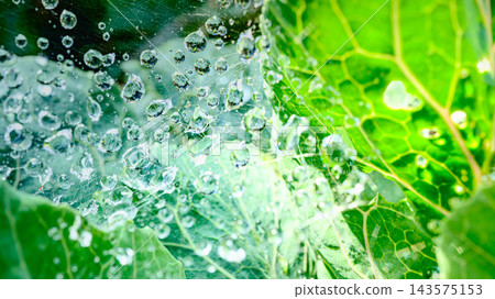 Spider web's drop of water Spider web's drop of water 143575153