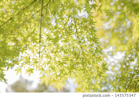 新鮮的綠色楓葉在背光下閃閃發光 新鮮的綠色楓葉在背光下閃閃發光 143575347