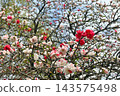 Brilliant Genpei peach 143575498