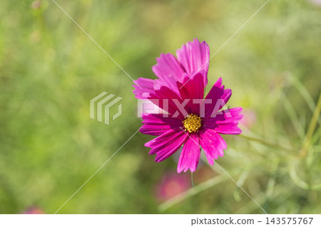 粉紅色的波斯菊花 粉紅色的波斯菊花 143575767