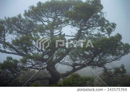 Foggy hiking trail leading toward Sierra Bermeja and the Reales peaks with misty mountain atmosphere near Estepona, Spain. Foggy hiking trail leading toward Sierra Bermeja and the Reales peaks with misty mountain atmosphere near Estepona, Spain. 143575769