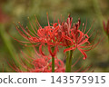 Crimson higambana 143575915