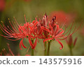 Crimson higambana 143575916