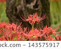 Crimson higambana 143575917