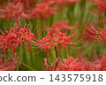 Crimson higambana 143575918