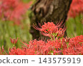 Crimson higambana 143575919