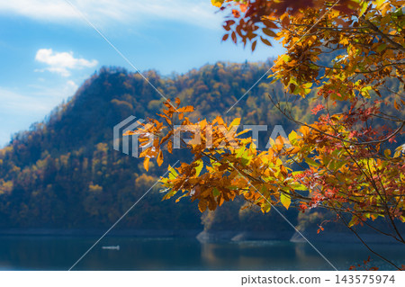 The surface of the Jozankei Dam lake and the vividly colored autumn leaves. The surface of the Jozankei Dam lake and the vividly colored autumn leaves. 143575974