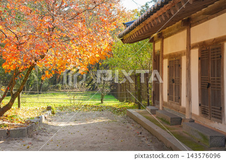 Traditional Korean Hanok House with Autumn Maple Tree Traditional Korean Hanok House with Autumn Maple Tree 143576096
