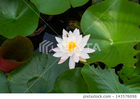 White Water Lily Blooming Among Green Lily Pads with Bee Collecting Nectar White Water Lily Blooming Among Green Lily Pads with Bee Collecting Nectar 143576098