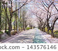 Vibrant Spring Scenery with Cherry Blossoms, Forsythia, and Park Trails 143576146