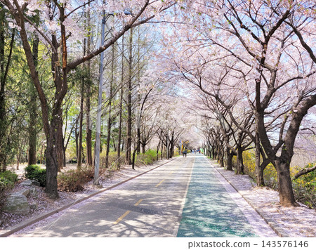 Vibrant Spring Scenery with Cherry Blossoms, Forsythia, and Park Trails 143576146