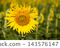 Beautiful yellow color sunflower in the agriculture farm background 143576147
