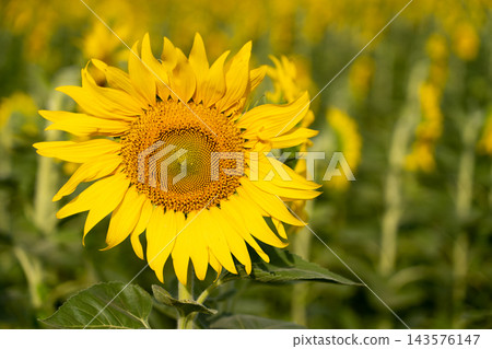 Beautiful yellow color sunflower in the agriculture farm background 143576147