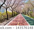 Vibrant Spring Scenery with Cherry Blossoms, Forsythia, and Park Trails 143576148