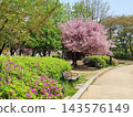 Vibrant Spring Scenery with Cherry Blossoms, Forsythia, and Park Trails 143576149