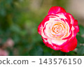 Bloom red rose with green leave in the garden 143576150
