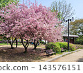 Vibrant Spring Scenery with Cherry Blossoms, Forsythia, and Park Trails 143576151