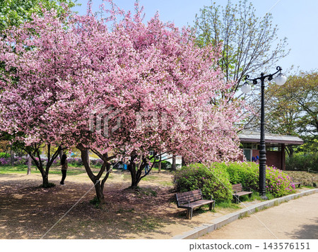 Vibrant Spring Scenery with Cherry Blossoms, Forsythia, and Park Trails Vibrant Spring Scenery with Cherry Blossoms, Forsythia, and Park Trails 143576151