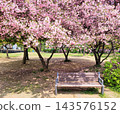 Vibrant Spring Scenery with Cherry Blossoms, Forsythia, and Park Trails 143576152