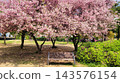 Vibrant Spring Scenery with Cherry Blossoms, Forsythia, and Park Trails 143576154