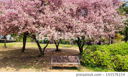 Vibrant Spring Scenery with Cherry Blossoms, Forsythia, and Park Trails 143576154