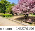 Vibrant Spring Scenery with Cherry Blossoms, Forsythia, and Park Trails 143576156