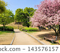 Vibrant Spring Scenery with Cherry Blossoms, Forsythia, and Park Trails 143576157