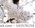 Closed up background of pink white color flower sakura (cherry) blossom 143576158