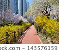 Vibrant Spring Scenery with Cherry Blossoms, Forsythia, and Park Trails 143576159