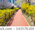 Vibrant Spring Scenery with Cherry Blossoms, Forsythia, and Park Trails 143576160