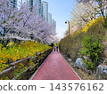 Vibrant Spring Scenery with Cherry Blossoms, Forsythia, and Park Trails 143576162
