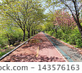 Vibrant Spring Scenery with Cherry Blossoms, Forsythia, and Park Trails 143576163