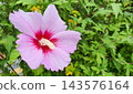 Close Up of Pink Hibiscus Syriacus Rose of Sharon Flower in Full Bloom 143576164