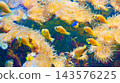 Clownfish swimming among anemones in tropical coral reef 143576225