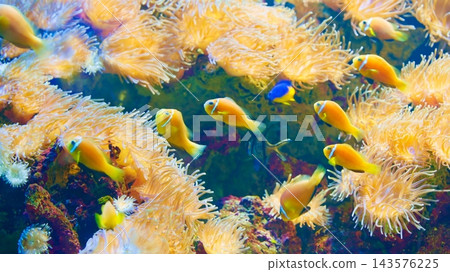 Clownfish swimming among anemones in tropical coral reef 143576225