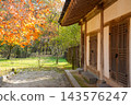 Traditional Korean Hanok House with Autumn Maple Tree 143576247