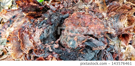 Rotting Banana Tree Trunk Decomposing On Ground 143576461