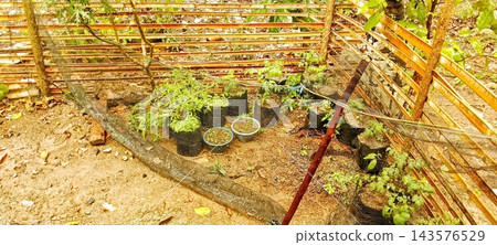 Seedling Plants In Polybags Inside Bamboo Nursery Seedling Plants In Polybags Inside Bamboo Nursery 143576529