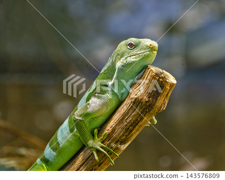 Fiji banded iguana Fiji banded iguana 143576809