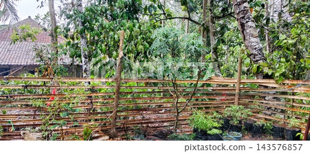 Rain Falling On Bamboo Fence Garden With Village House Rain Falling On Bamboo Fence Garden With Village House 143576857