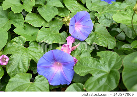 Blue morning glory Blue morning glory 143577009
