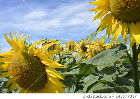 A healthy sunflower A healthy sunflower 143577017
