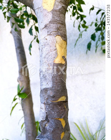 一棵白蠟樹(Fraxinus griffithii)的樹幹,樹皮正在剝落(3) 一棵白蠟樹(Fraxinus griffithii)的樹幹,樹皮正在剝落(3) 143577238