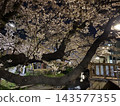 Cherry blossoms at the river side at night 143577355