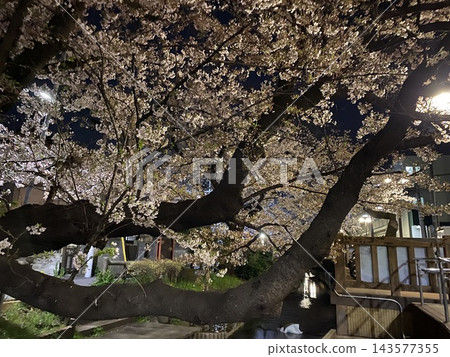 Cherry blossoms at the river side at night Cherry blossoms at the river side at night 143577355