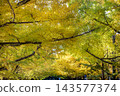 黃銀杏 143577374