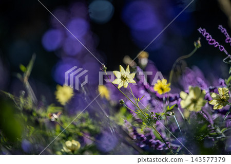 黃色波斯菊 黃色波斯菊 143577379
