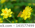 黃波斯菊 黃波斯菊 143577499