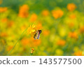 黃波斯菊 黃波斯菊 143577500