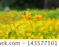 黃波斯菊 黃波斯菊 143577501